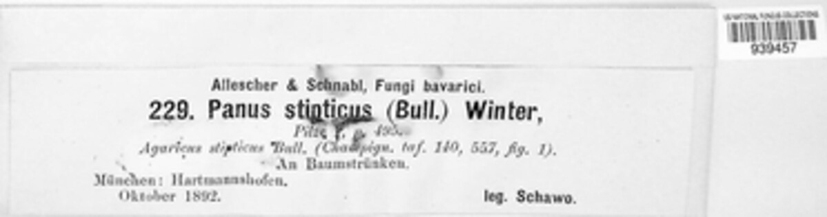 Panellus stipticus image